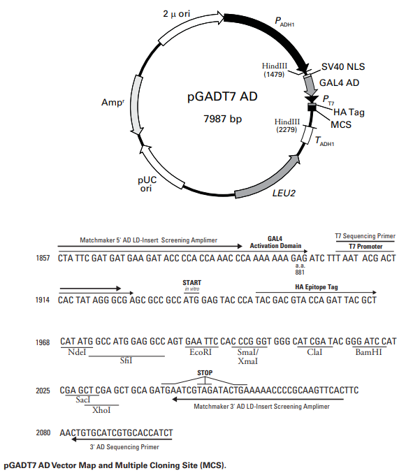pGADT7 AD Vector 酵母双杂交克隆载体 上海懋康生物科技有限公司