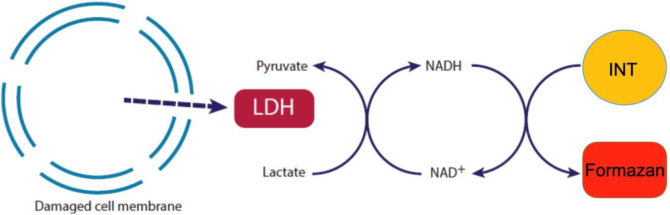 LDH Cytotoxicity Assay Kit  乳酸脱氢酶细胞毒性检测试剂盒