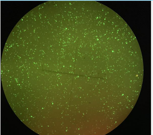 Polyethylenimine Linear (PEI) MW25000 线性PEI转染试剂